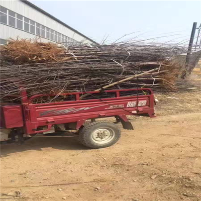 矮化煙富蘋(píng)果苗介紹