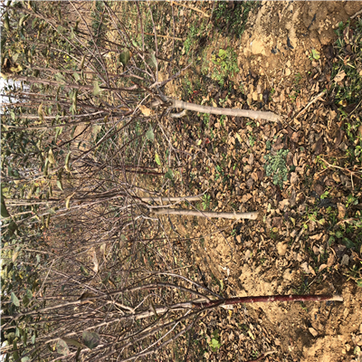 矮化煙富蘋果苗附近基地