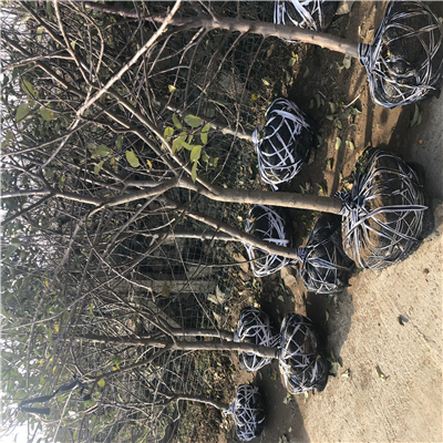 M26矮化中間砧木種植前景