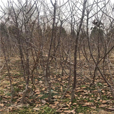 首富3號蘋果苗上市價格