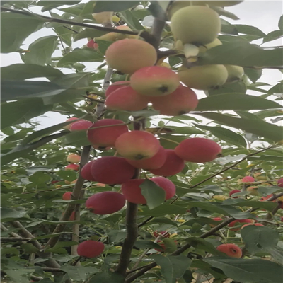 矮化鲁丽苹果苗繁育技术