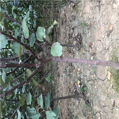 大红荣苹果苗一亩种植数量