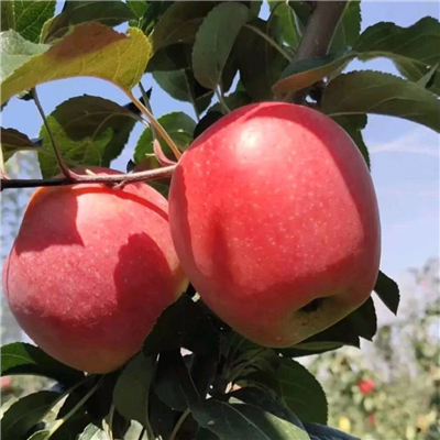 矮化紅富士蘋果苗培育方法