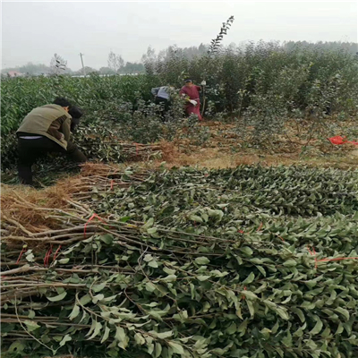 蘋果苗培育技巧