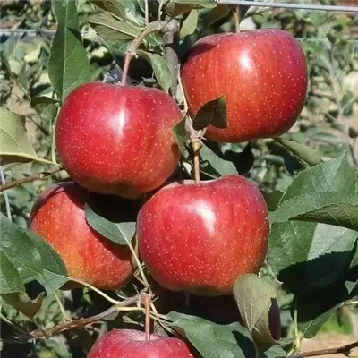 矮化紅富士蘋果苗花色顏色