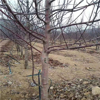 M9T337矮化中間砧木蘋(píng)果苗基地