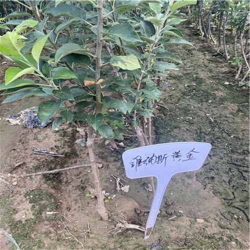 早紅霞蘋果苗種植前景