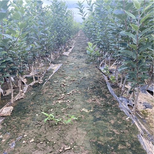 新紅將軍蘋果苗管理技術(shù)