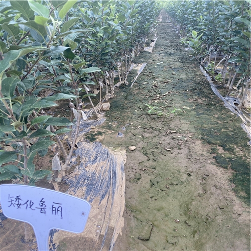 矮化煙富蘋果苗附近基地