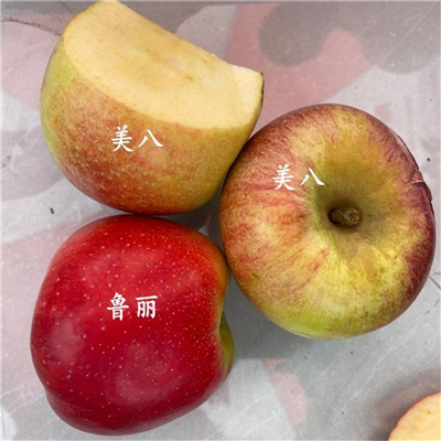 雞心果蘋果苗幾年結(jié)果