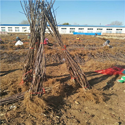 響富蘋果苗種植條件