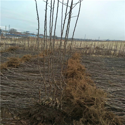 沂源紅蘋果苗介紹