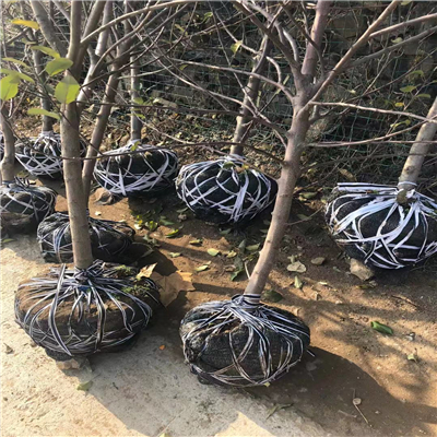 M9T337矮化自根砧木蘋果苗近期價格