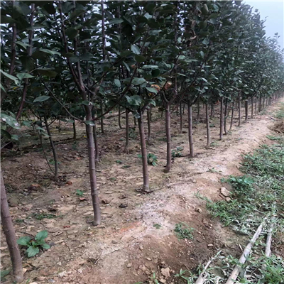 鲁丽苹果苗种植前景