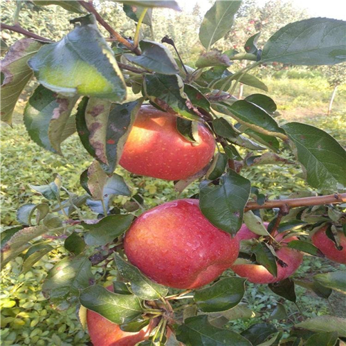 王林苹果苗亩产