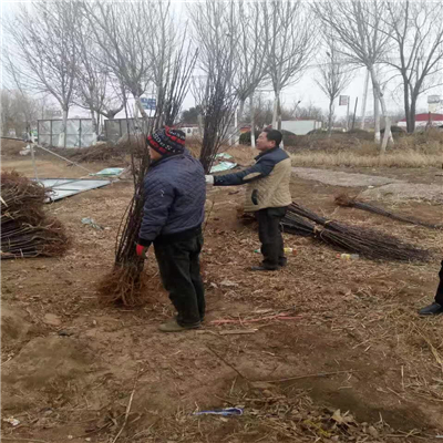 矮化短枝型苹果树苗简介