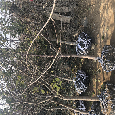 黑蘋果樹苗報價