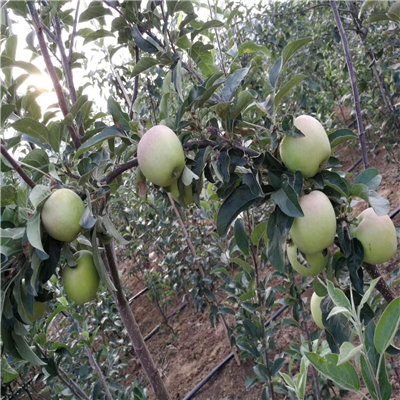 矮化脫毒蘋(píng)果苗管理技術(shù)