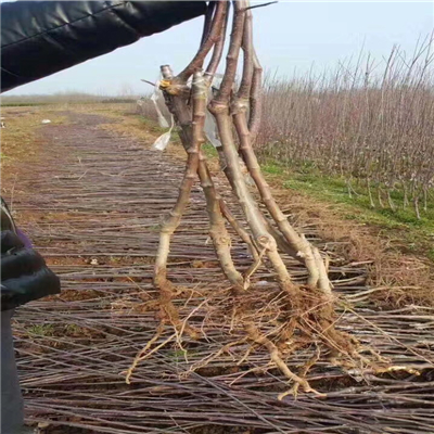 矮化烟富苹果苗成交价格