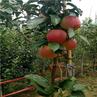 潤太一號(hào)蘋果苗發(fā)展前景