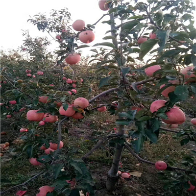 嫁接两次苹果苗种植条件