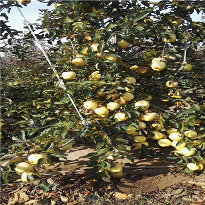 矮化烟富苹果苗成交价格