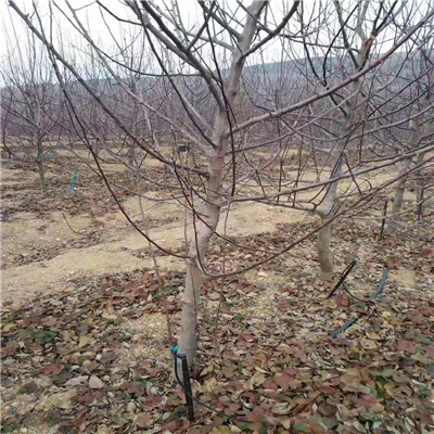 M9T337矮化自根砧木上市價(jià)格