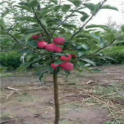 黑蘋果樹苗報價