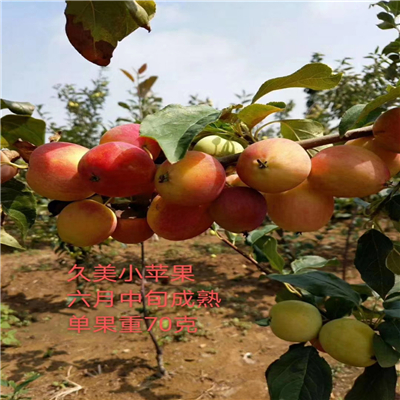 雙陽紅蘋果苗附近基地