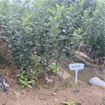 M26矮化中間砧木蘋果苗幾年結(jié)果