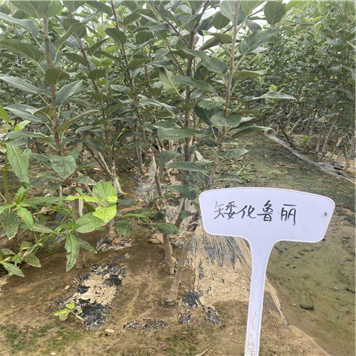 红旮旯苹果苗成交价格