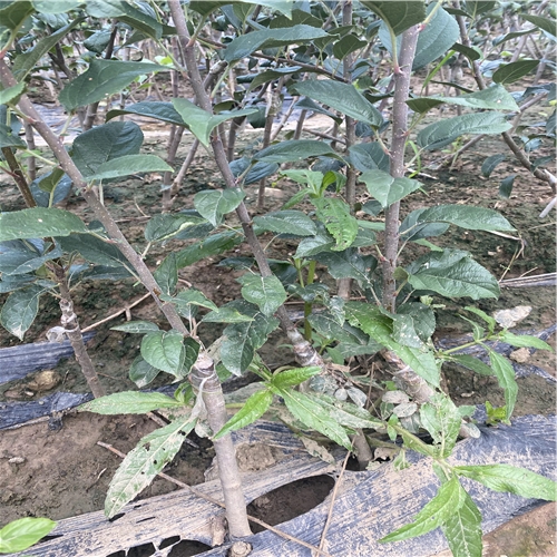 矮化蘋果苗繁育技術(shù)