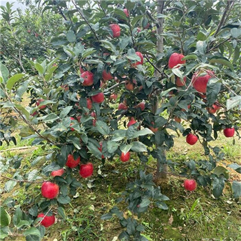 花牛苹果苗一亩种植数量