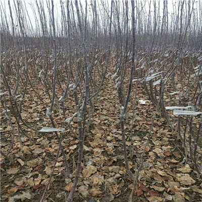短枝蘋果樹(shù)苗種植前景