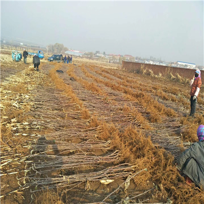 矮化短枝型苹果树苗简介