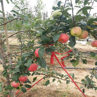 山农红苹果苗产量