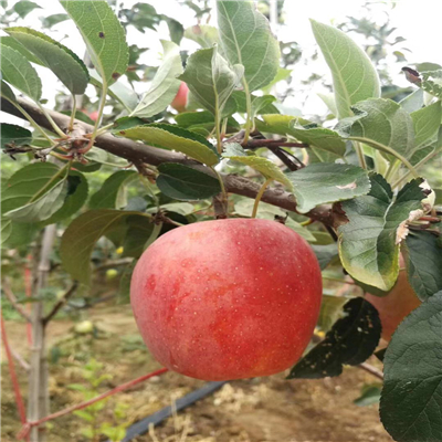 矮化鲁丽苹果苗市场走势