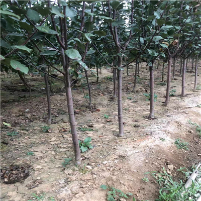 M9T337矮化中間砧木蘋果苗價(jià)格報(bào)表