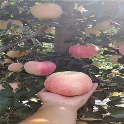 矮化脫毒蘋(píng)果苗資訊