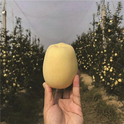 紅王將蘋果苗供應(yīng)商