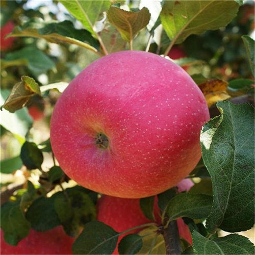 紅將軍蘋(píng)果苗花色顏色