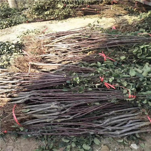 首富3號(hào)蘋果苗今年價(jià)格