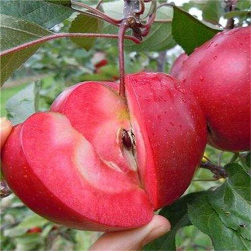 煙富7號蘋果苗管理技術(shù)