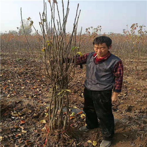 袖珍香梨苗、袖珍香梨苗繁育中心