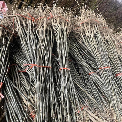 白梨樹苗、白梨樹苗總代理
