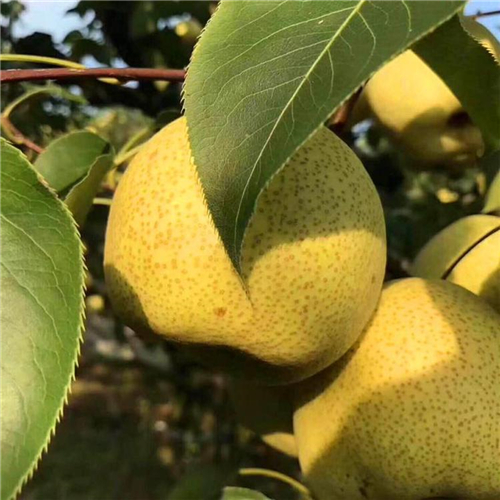 西洋梨樹苗、西洋梨樹苗種植條件