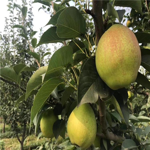 西洋梨樹苗、西洋梨樹苗種植條件
