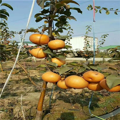 西洋梨樹苗、西洋梨樹苗種植條件