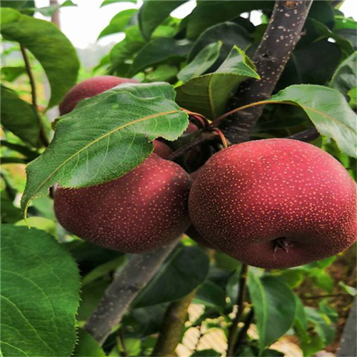 紅巴梨苗、紅巴梨苗特點