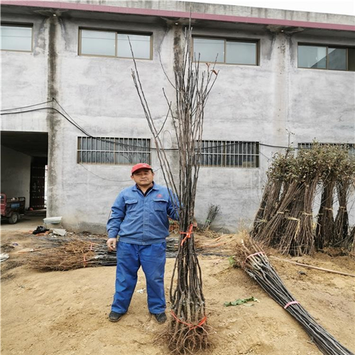 三季梨树苗、三季梨树苗种植前准备工作